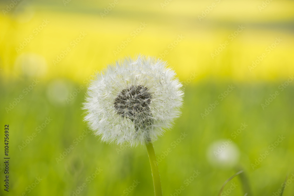 Closeup of a white dandelion seed head in full bloom Closeup of a white dandelion seed head in full bloom