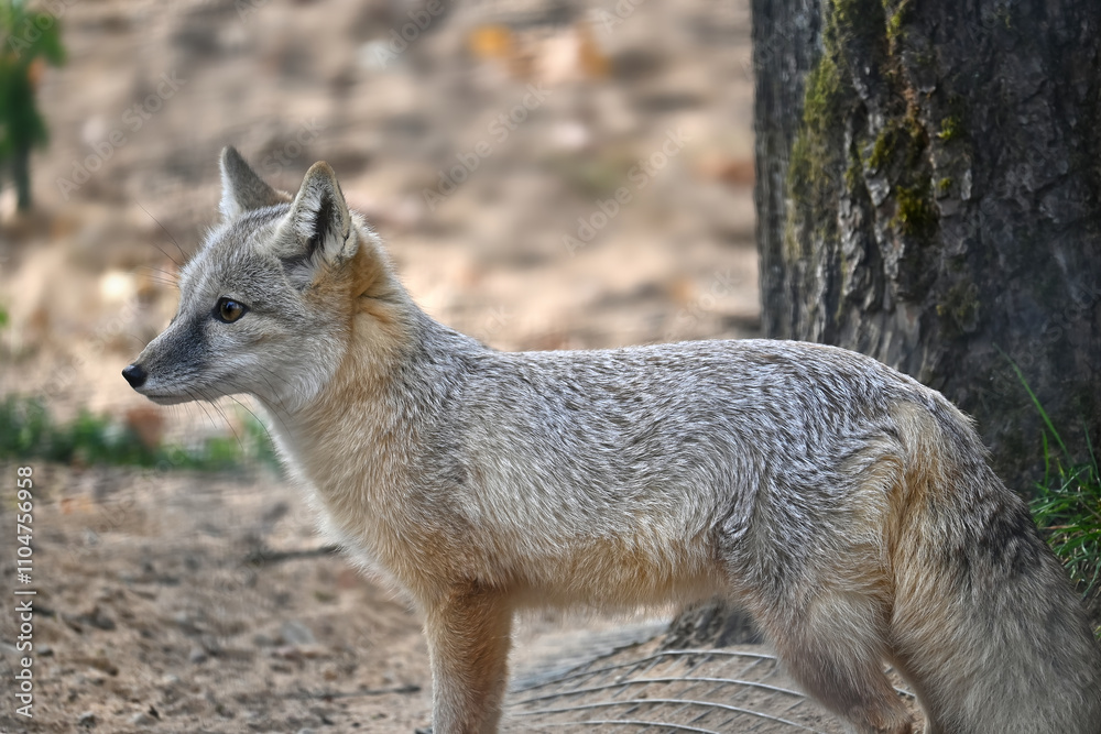 Side View of a Corsac Fox in Natural Habitat