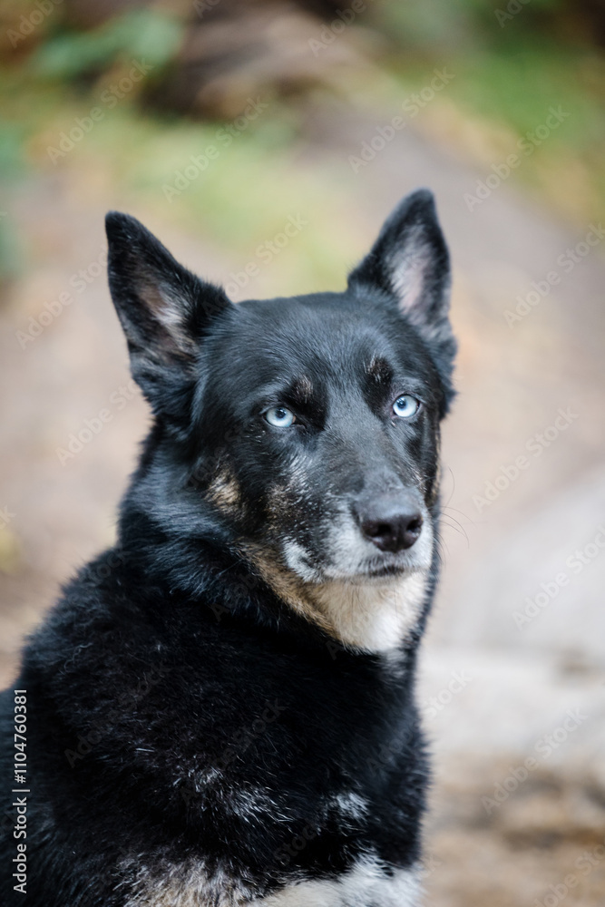 german shepherd husky mix at hiking trail in california german shepherd husky mix at hiking trail in california