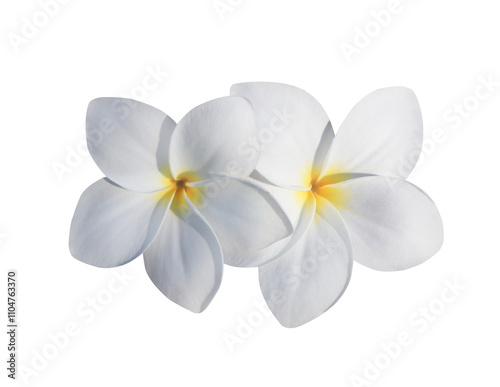Plumeria or Frangipani or Temple tree flower. Close up white-yellow plumeria flowers bouquet isolated on transparent background.	
