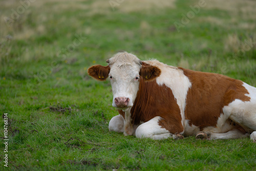 Grazing cows. Cows at field. Brown cow at green grass. Countryside landscape and pasture for cows. Cow herd in the countryside. Cows on farmland. Farming.