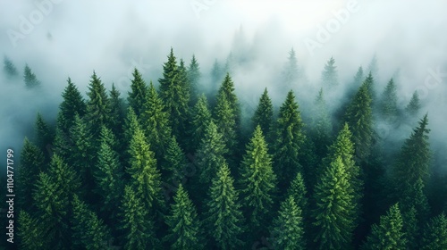 Misty Evergreen Forest Aerial View