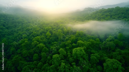 Misty Green Forest Aerial View