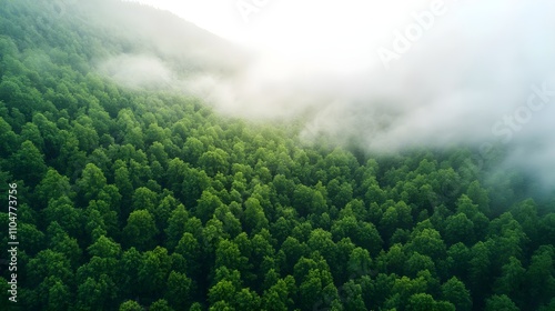 Misty Green Forest Aerial View