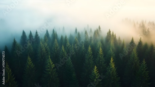 Misty Pine Forest Aerial View
