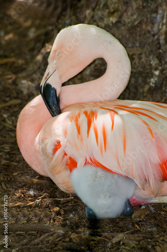 Adult Chilean flamingo with thirteen-day old baby flamingo chick under its wing photo