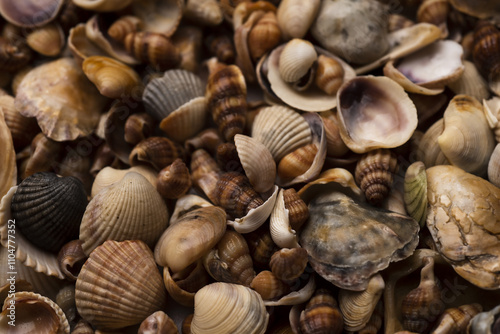 Sea shells pattern. Seashell background. Ocean shells. Seashells background. Texture of the sea shells.