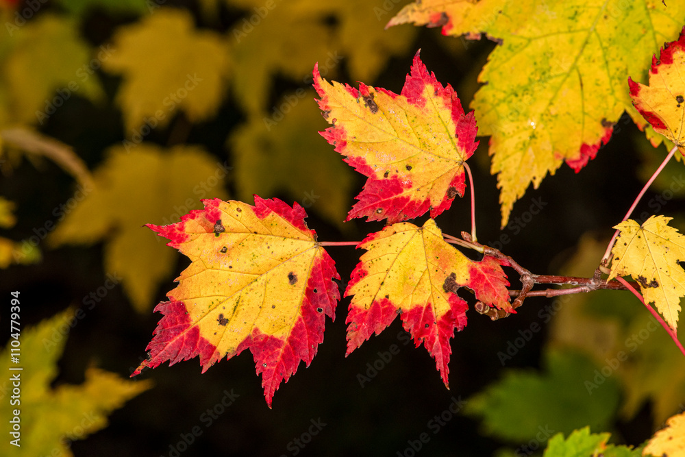 Colorful yellow red tipped maple leaves in the fall in Minnesota Colorful yellow red tipped maple leaves in the fall in Minnesota