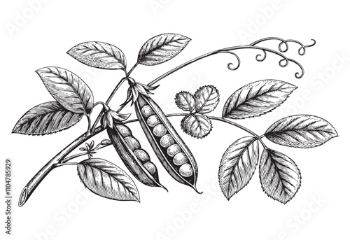 Vintage pea plant botanical sketch hand dawn drawing vector illustration