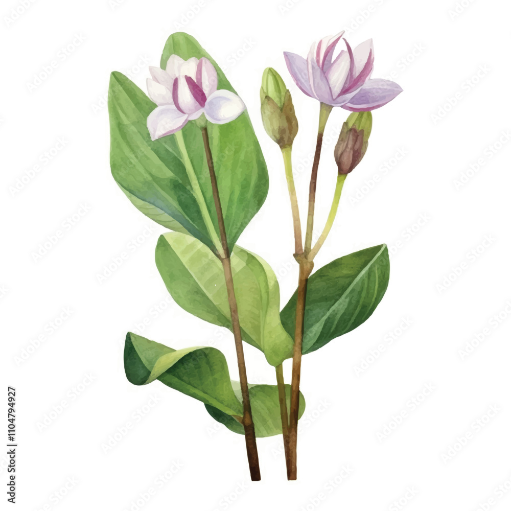 Watercolor Water hyacinth isolated white background Watercolor Water hyacinth isolated white background