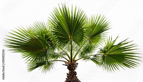 Young palm tree isolated white background