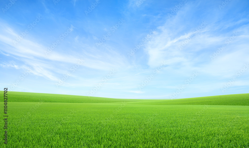 Landscape view of green grass field with blue sky background. Landscape view of green grass field with blue sky background.
