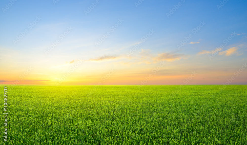 Panoramic view of grass field with sunrise sky background. Panoramic view of grass field with sunrise sky background.