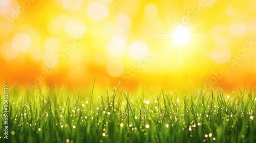 Sunlit Green Grass with Dew Drops and Sparkling Bokeh Background