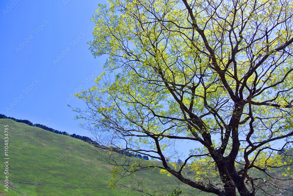 新緑が美しい風景01
