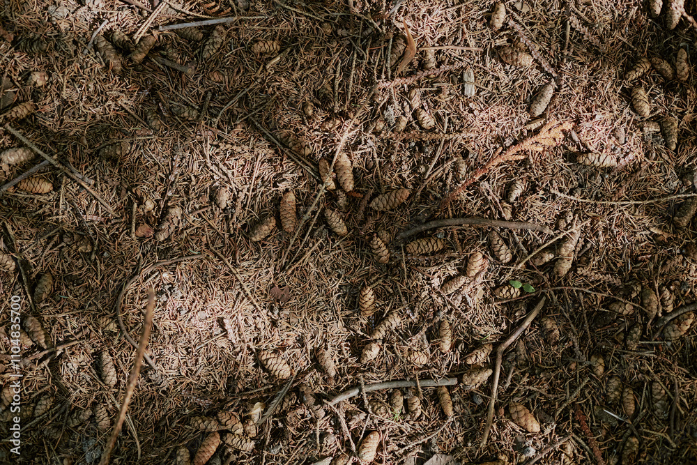 Top-down no people shot of dried pine cones and needles on ground in local park, copy space Top-down no people shot of dried pine cones and needles on ground in local park, copy space