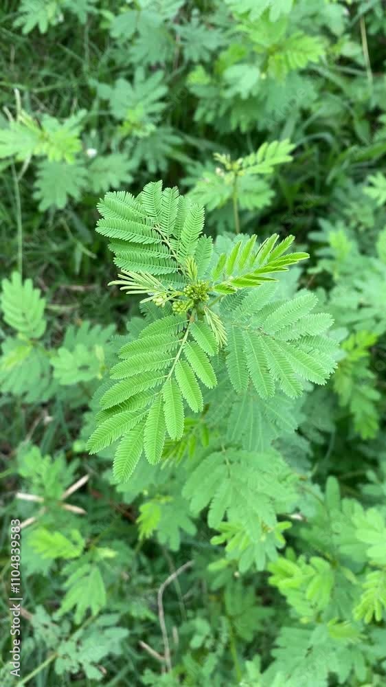 Vibrant Mimosa pudica plant swaying in the wind against a lush green grass background. Natural daylight. Close-up shot. No people.
Vibrant Mimosa pudica plant swaying in the wind against a lush green grass background. Natural daylight. Close-up shot. No people.