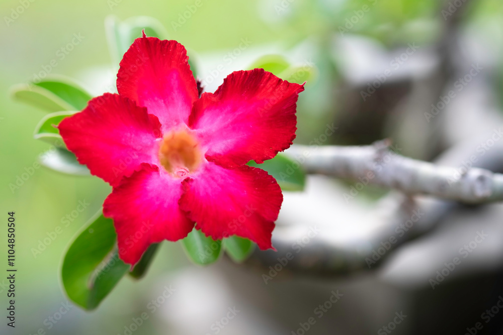 A pink flower of Adenium obesum (Impala Lily or Pink Bignonia, Mock Azalea, Desert Rose)with green leaves and branch on tree close up selective focus with blur background A pink flower of Adenium obesum (Impala Lily or Pink Bignonia, Mock Azalea, Desert Rose)with green leaves and branch on tree close up selective focus with blur background