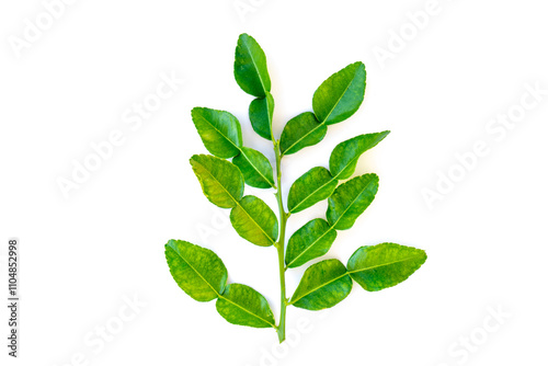 bergamot leaves, bergamot leaves on white background, bergamot leaf isolated on white background, fresh bergamot leaf isolated.