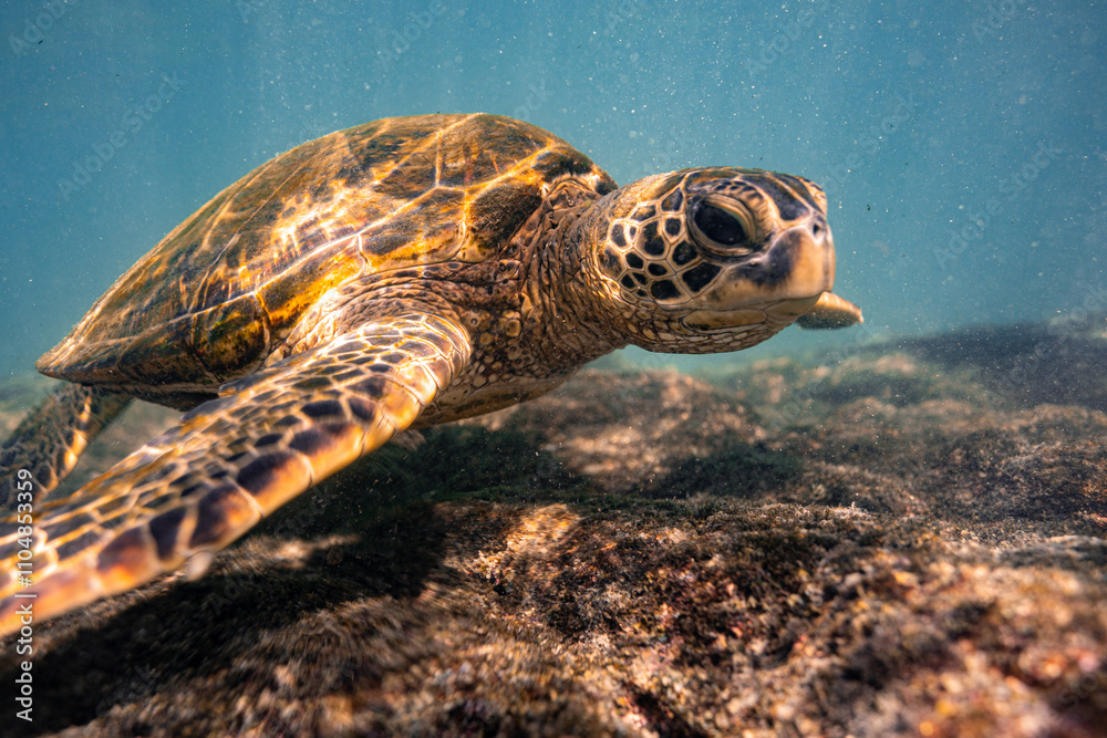 Fototapeta premium KONA turtle 