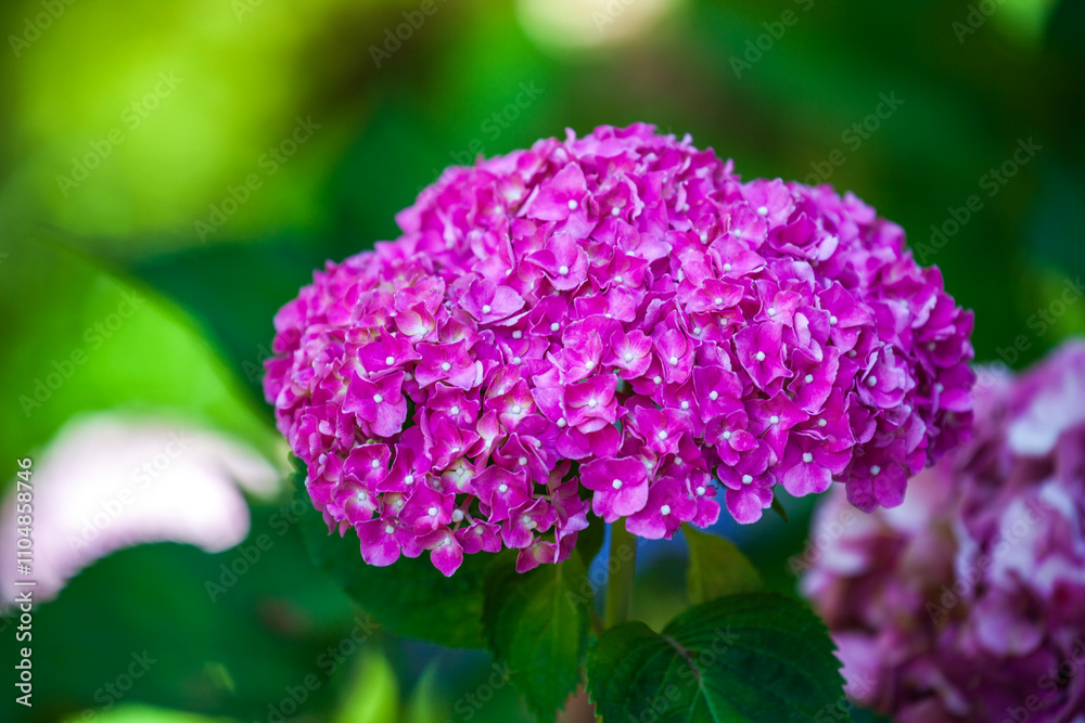 Hydrangeas bloom quietly in a peaceful garden. Hydrangeas bloom quietly in a peaceful garden.