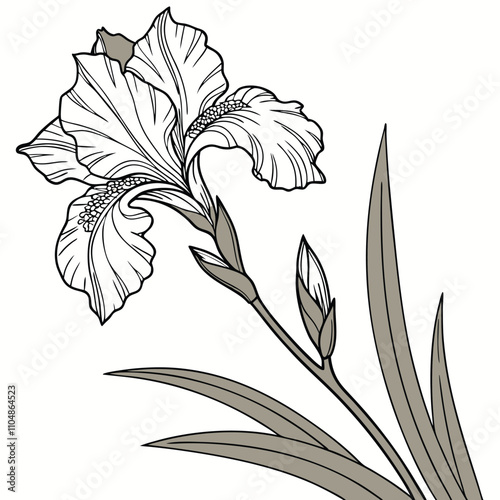 Realistic Botanical Iris Flower Study with Petal Detail