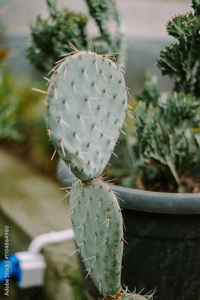 Cactus plant in a decorative pot, showcasing its unique shape and texture. Cactus plant in a decorative pot, showcasing its unique shape and texture.