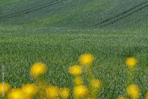 Rural landscape in a summer.