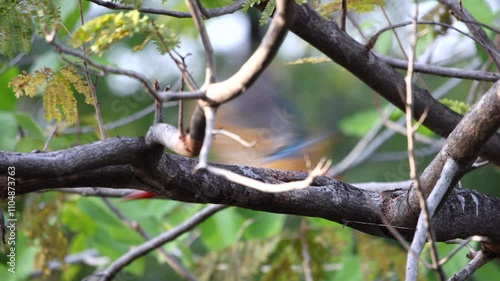 Wallpaper Mural Stork-billed Kingfisher, Pelargopsis capensis perching on tree branch in forest park, massive kingfisher with a large scarlet bill,  lives in a variety of well-wooded habitats near lake or pond Torontodigital.ca