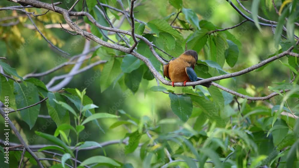 Stork-billed Kingfisher, Pelargopsis capensis perching on tree branch in forest park, massive kingfisher with a large scarlet bill, lives in a variety of well-wooded habitats near lake or pond Stork-billed Kingfisher, Pelargopsis capensis perching on tree branch in forest park, massive kingfisher with a large scarlet bill, lives in a variety of well-wooded habitats near lake or pond