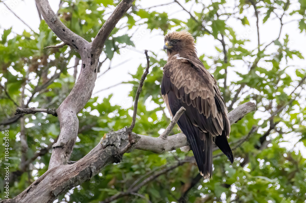 Booted Eagle in a natural habitat Booted Eagle in a natural habitat
