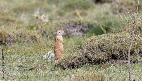Anatolian ground squirrel sitting on the ground hole