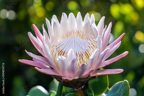 A Delicate Pink King Protea Flower Blooms photo