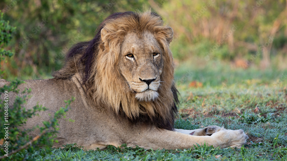 Obraz premium a large mature male lion in the wild