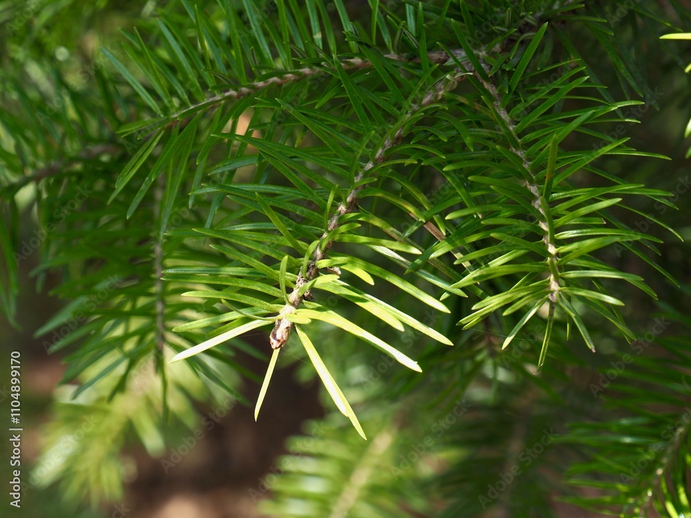 숲속 녹색 솔잎 배경