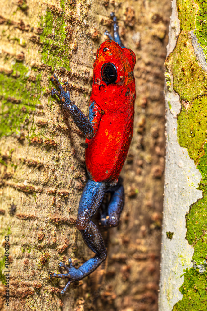 Strawberry poison dart frog (Oophaga pumilio, commonly known as the blue jeans frog), Costa Rica, Sarapiqui region. Selective focus on frog's eyes