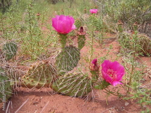 Wild cactus flowers along the Colorado river photo