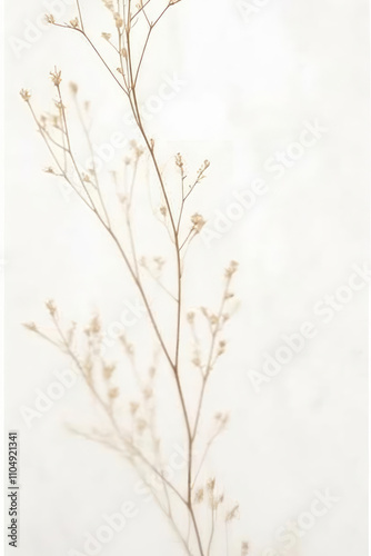 Delicate dried plant with soft white background, evoking tranquility