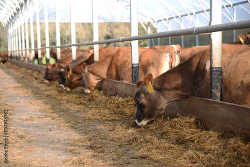 dairy cows in a herd home