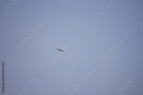 An eagle is flying in the sky for search of the prey 