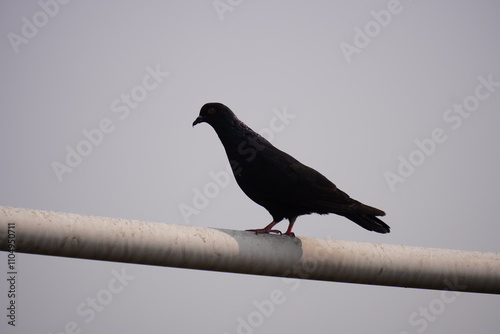 Tableau sur toile A pigeon is sitting on the pipe eastward