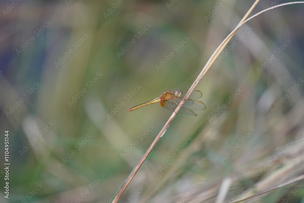 A dragonfly is sitting on the grass A dragonfly is sitting on the grass