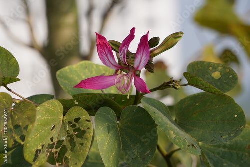 Bauhinia Blakeana is blooming in the plant  photo