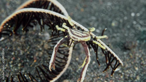 A small crab with long claws sits on a sea lily. Hexagon crinoid crab (Harrovia albolineata) 1,5 cm. ID: white, brown submarginal border, brown stripes on claw arms. photo