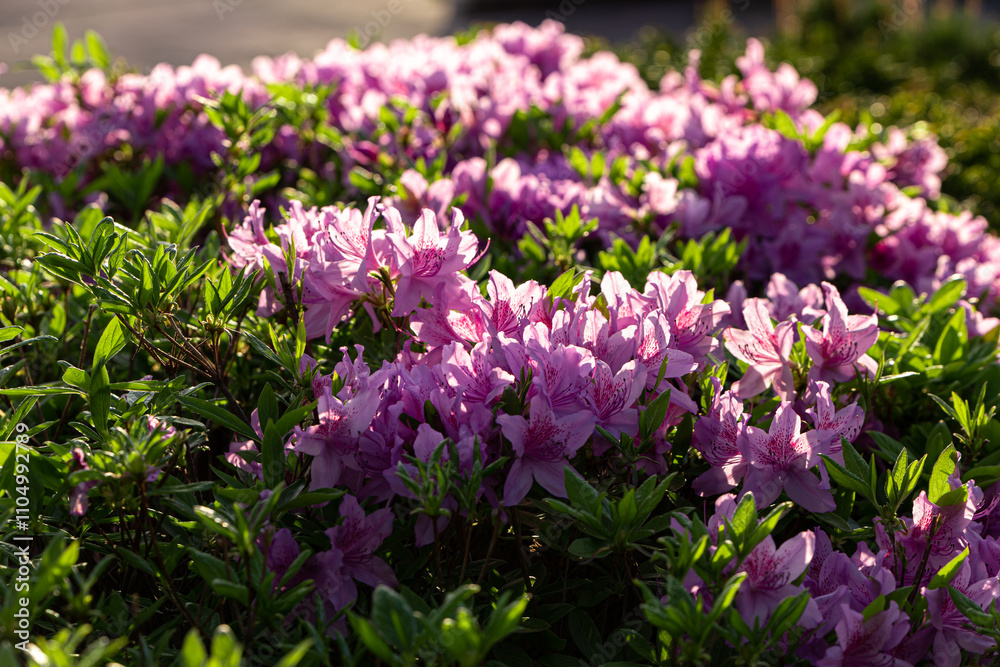 Royal azalea flower Royal azalea flower