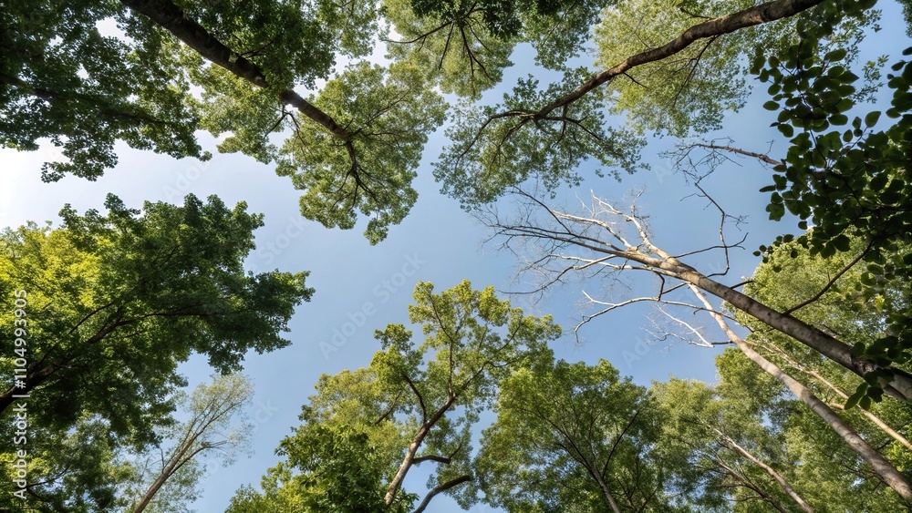 Fototapeta premium A forest canopy with leaves and branches stretching towards the sky, tree branches, nature background
