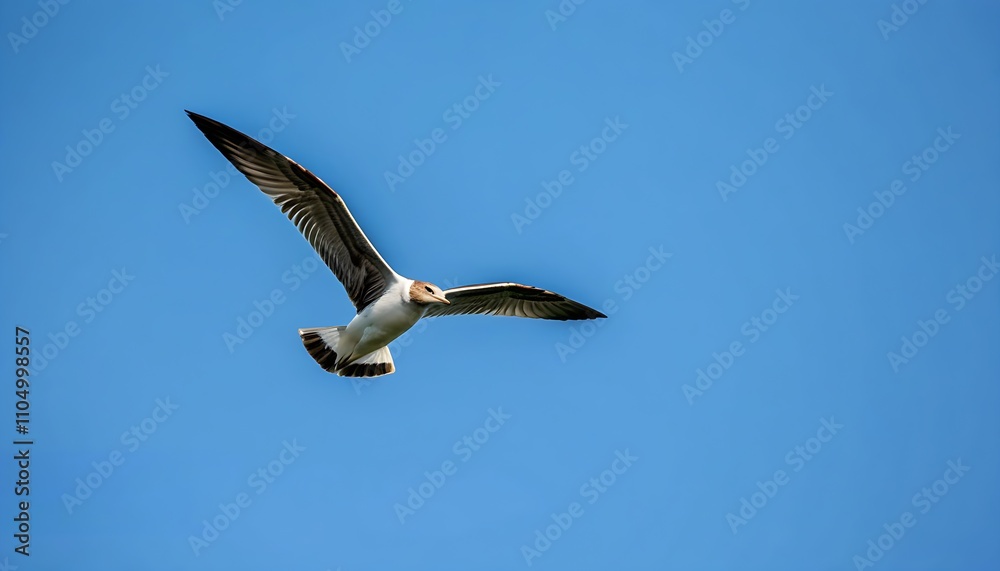 Obraz premium Sky-high Flight of Feathered Friends, Discover Natural Beauty.