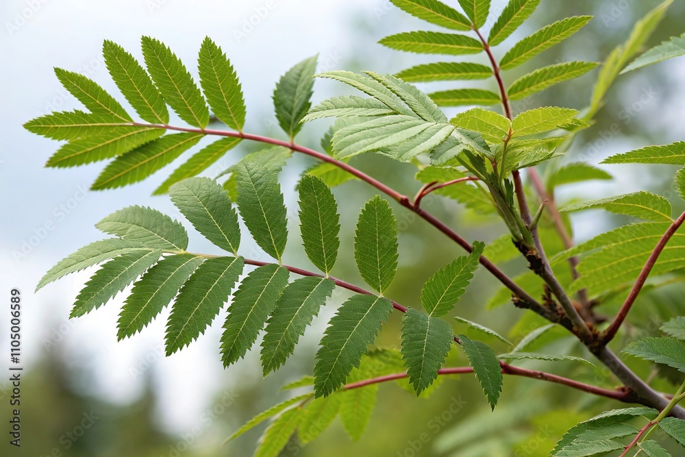 Close-up of rowan tree's leaves and stems in high definition, stem, botanical, microscopic Close-up of rowan tree's leaves and stems in high definition, stem, botanical, microscopic