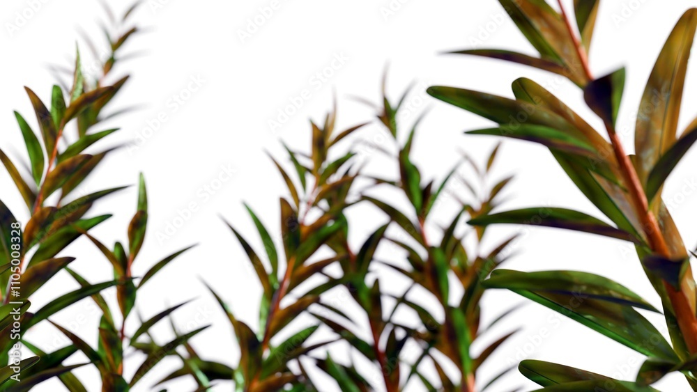 Obraz premium 3d rendering of Melaleuca alternifolia or commonly known as tea tree