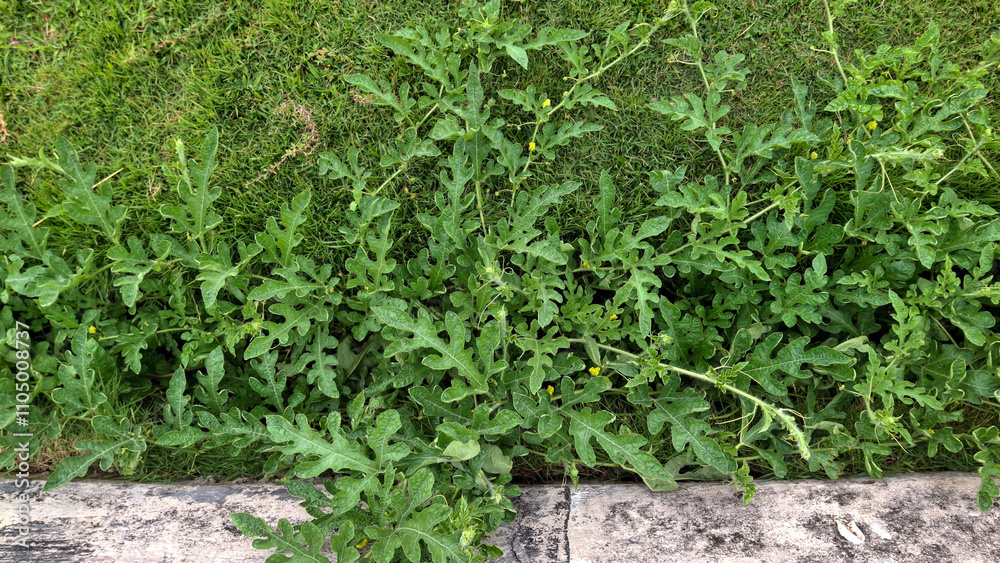A lush green watermelon vine with distinctively lobed leaves growing along a concrete edge in a grassy area A lush green watermelon vine with distinctively lobed leaves growing along a concrete edge in a grassy area